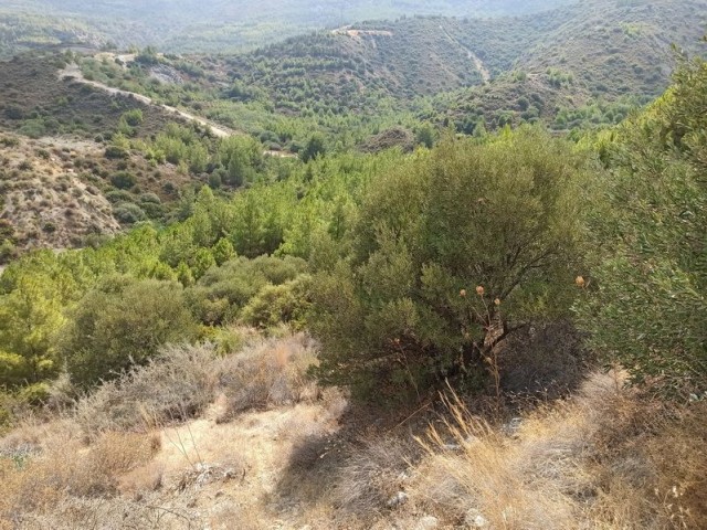 13 Acres of Land for sale in Zeytinlik (17,480m2) TURKISH TITLE DEED