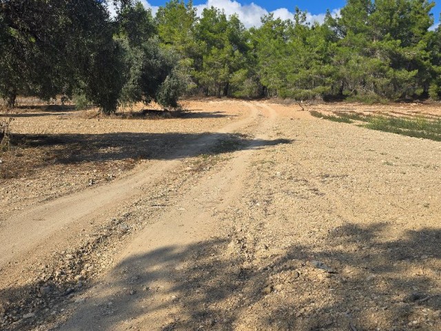 Girne Çamlıbel’de Satılık 9360 m² Tarla - Munis Doğa Manzarası ve Elektrik Altyapısı İle Yatırım Fırsatı! - Fotoğraf 1