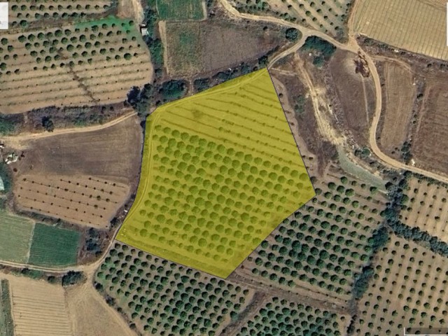 CENGİZKÖY DE SATILIK AKTİF NARENCİYE BAHÇESİ ARAÇ TAKASLI