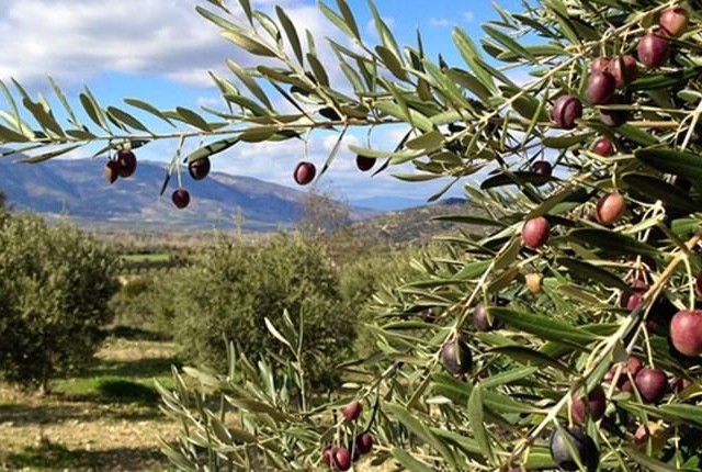 On Senelik 120 Kök Zeytin Ve Su Kuyusu Bulunan Satılık ZEYTİNLİK!!! - Fotoğraf 2