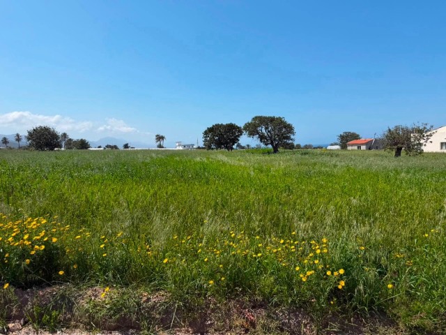 Gazimağusa Tatlısu da 5780 M2 İmarlı Arsa