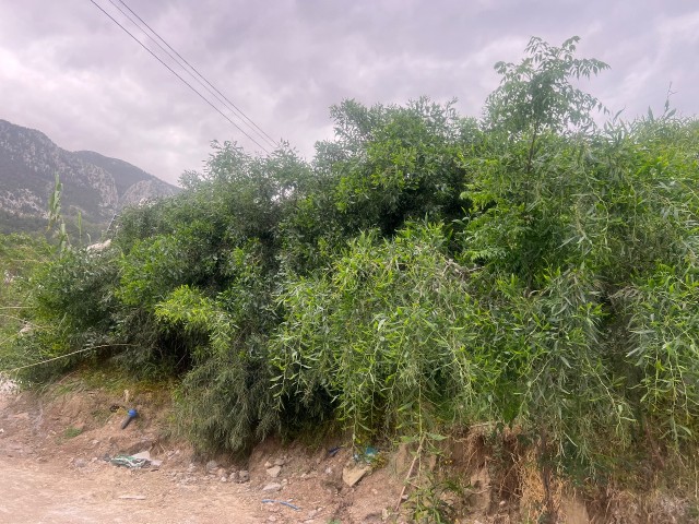 Lapta satılık arsa vıllalık bolgesı nezıh mahalede - Fotoğraf 1