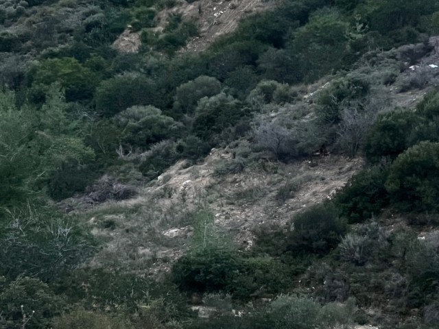 Bellapais 4209 m2 satılık arsa - Fotoğraf 4