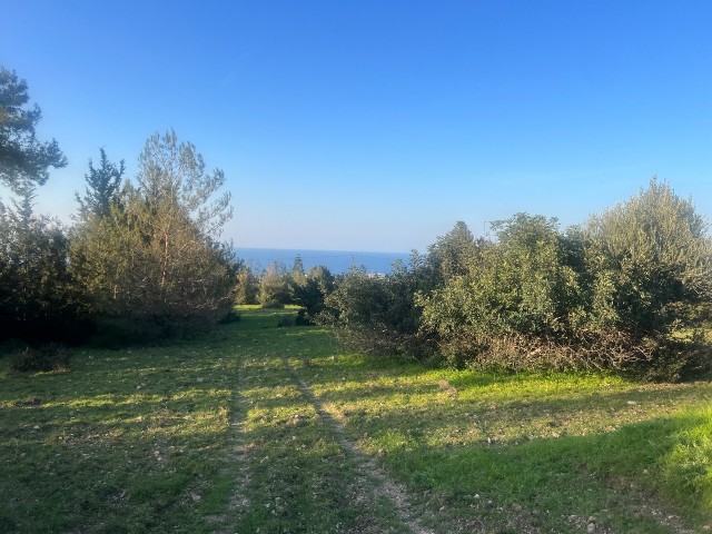 Catalkoy 11 donum satilik arsa - Fotoğraf 4