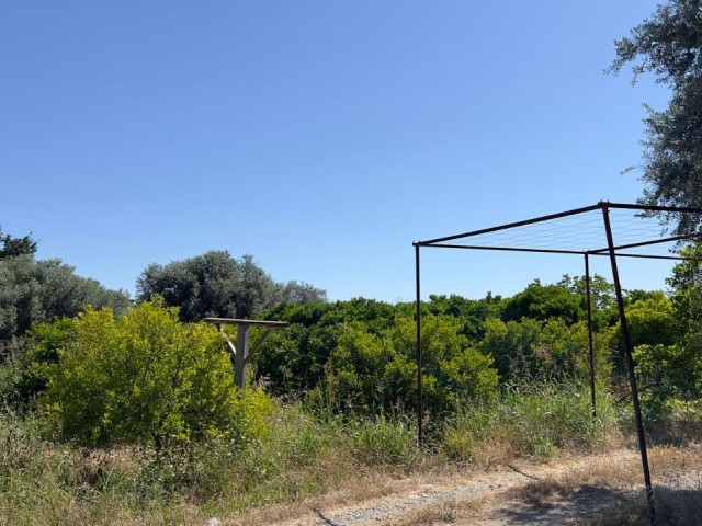 Lefke köy içinde meyve ağaçları ve su kuyusu olan Türk koçanlı 3 dönüm (4000m2) konut imarlı arazi.05338403555 - Fotoğraf 3