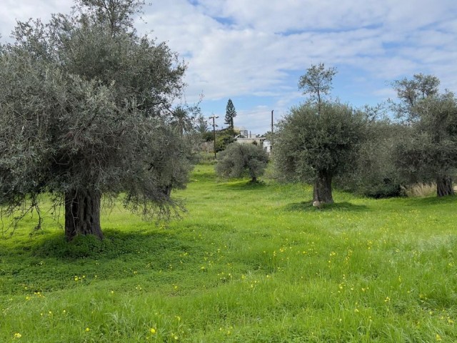Girne, Ozanköy'de Türk koçanlı 7,5 dönüm arazi. bir kısmı köy içi imarlı, büyük kısmı %35 2 kat. 05338403555 - Fotoğraf 2