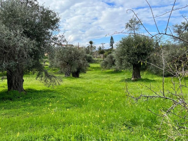 Girne, Ozanköy'de Türk koçanlı 7,5 dönüm arazi. bir kısmı köy içi imarlı, büyük kısmı %35 2 kat. 05338403555 - Fotoğraf 4