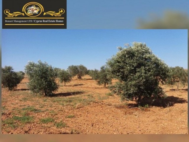 41,146m2 Land For Sale Location Near Sinirustu Iskele (5minutes drive to long beach)(Turkish Title Deeds)