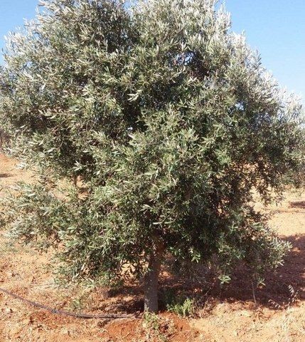 41,146m2 Land For Sale Location Near Sinirustu Iskele (5minutes drive to long beach)(Turkish Title Deeds) - Fotoğraf 2