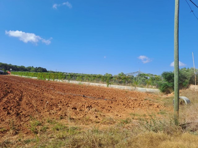 🌿 Yeşilköy'de Eşsiz Fırsat: Geniş 7 Dönüm Tarla İçinde 3 Yatak Odalı Ev Satılık - Fotoğraf 2