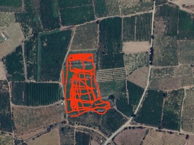 Gaziveren Güzelyurt Arası Güneşköyde 10 Dönüm Fırsat Tarla