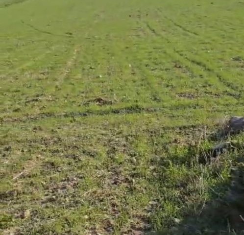 Iskele kuruovada satilik arsa