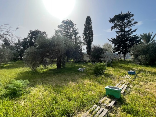 Kozanköy’de 3.094 m² Zeytin Ağaçlarıyla Çevrili Arsa! 🌿🌅