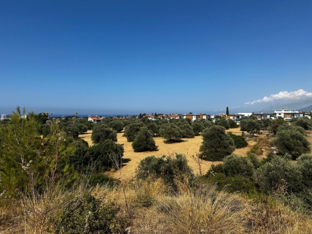 Girne/Ozanköy'de satılık 10 dönüm 2 evlek arazi
