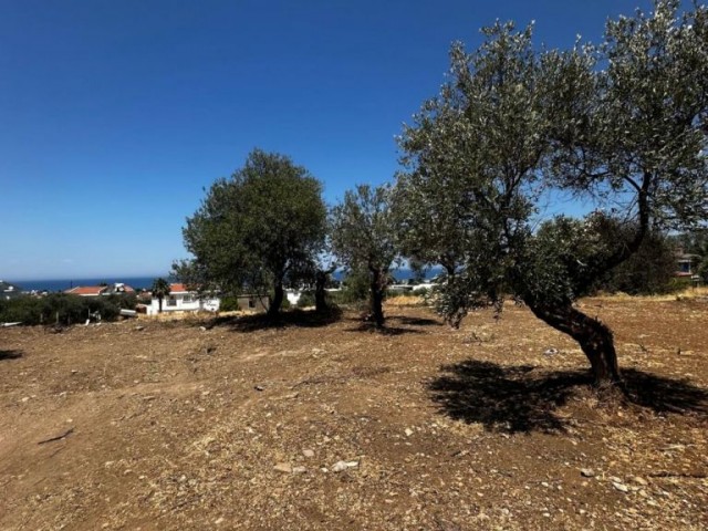 Girne/Lapta’da satılık 1600m2 arsa