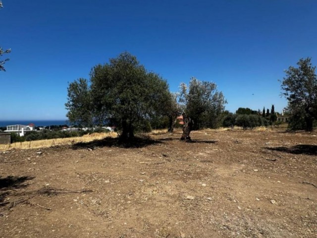 Girne/Lapta’da satılık 1600m2 arsa