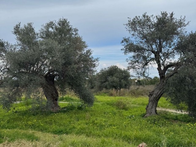 Girne Zeytinlikte satılık arsa - Fotoğraf 1