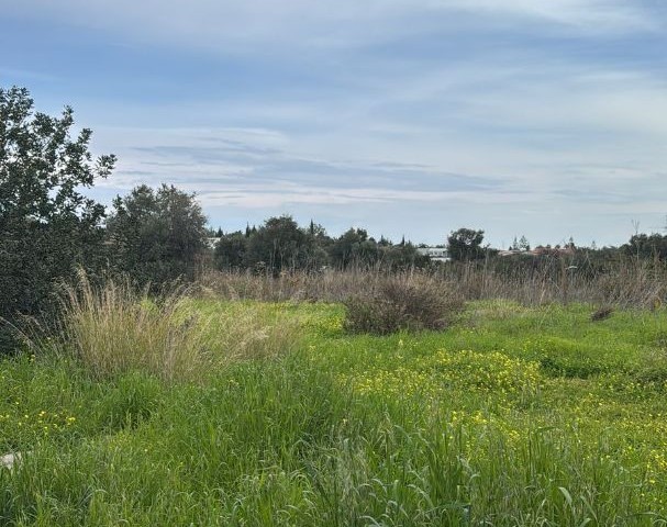 Girne Zeytinlikte satılık arsa - Fotoğraf 2