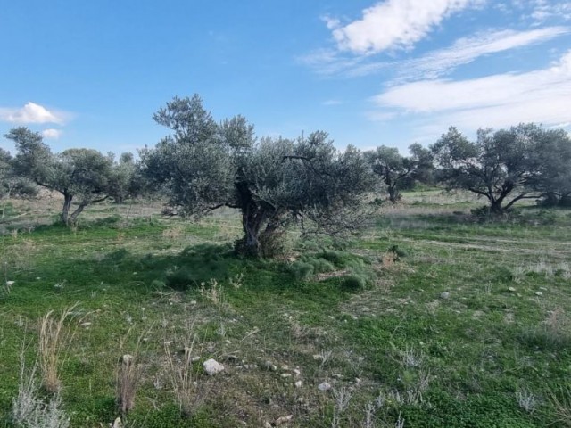 GİRNE ARAPKÖYDE DE NET DEMİZ MANZARAKI KÖY İÇİNDE İMARLI 350 M2 SATILIK ARSA  ADEM AKIN 05338314949