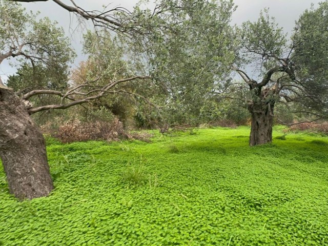 Girne Karşıyaka'da Konut Yapımına Uygun Satılık Arazi !! - Fotoğraf 1