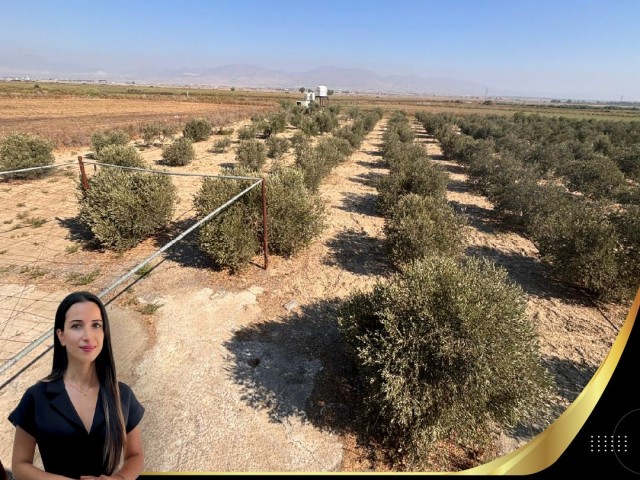 Lefkoşa Meriç'te Türk Koçanlı, Üretim ve Yatırıma Uygun Satılık Arsa !! - Fotoğraf 2