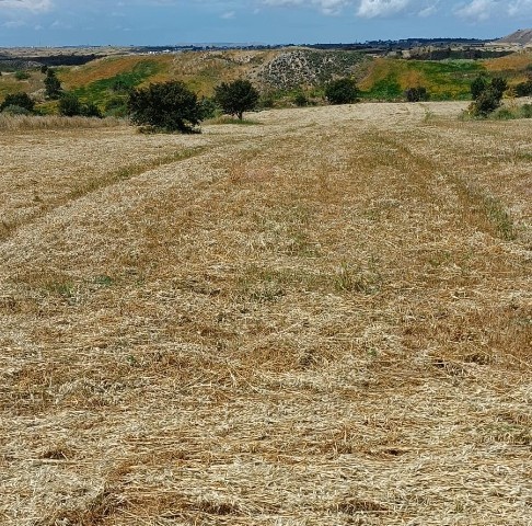 Taşkentte, resmi yolu olan 23.5 dönüm arazi. Çiftlik yapımına uygun. İnşaata henüz kapalı bölge. dönüm fiyatı 10.500 GBP - Fotoğraf 4