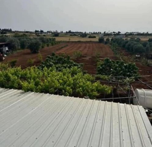 Çiftlik Evi....8700 m2(6.5 dönüm) bakımlı zeytin ağaçlarının olduğu Çiftlik Evi ve arazisi SATILIKTIR..(İstenirse 50 konut yapılabilinir.**@ ,3 Kat izinli...... - Fotoğraf 2
